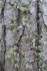 Pine Tree Bark Texture Drucke: Pine tree bark texture background