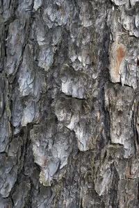 Pine Tree Bark Texture Drucke: Pine tree bark texture background