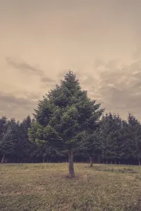 No People Forest Scenery Drucke: Pine tree outside the forest in the fall
