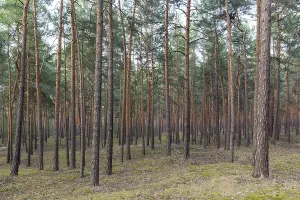 European Coniferous Forests Drucke: Pine trees forest