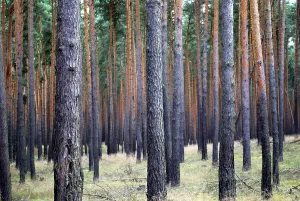 Uninhabited Woodland Area Drucke: Many pine trees in a wood with parallel pattern