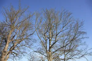 Deciduous Tree Winter Drucke: Plain broad leafed tree in the wintertime