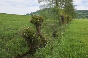 Pollard Willow Germany Drucke: Pruned willows in spring, willow