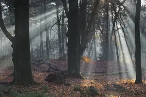 Light Beam Through Trees Drucke: Rays of light in a beech forest
