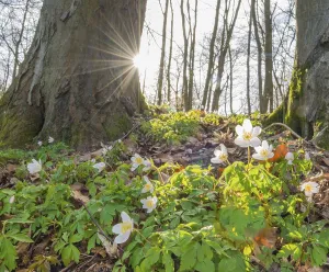 Sunlight Through Trees Drucke: Rays of sunlight falling through the trees