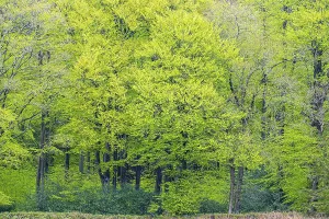 European Beech Scenery Drucke: Red beech forest in spring, Beech forest in spring