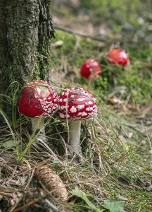 Fly Agaric Fungus Drucke: Red toadstools with white dots next to a tree trunk in the forest