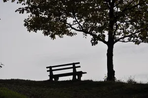Forested Landscape Photography Drucke: Rest bench by the tree