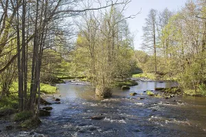 Countryside Landscape Shot Drucke: River running through the deciduous forest in spring