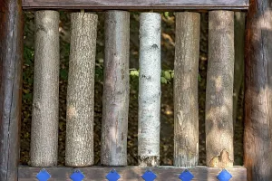 Central Europe Wooded Scenery Drucke: Sections of different tree trunks for comparison