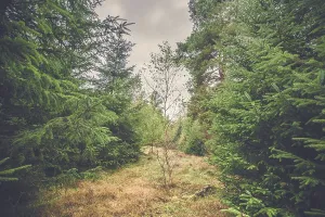 Moody Autumn Landscape Drucke: Single birch tree in a forest with pine trees in the fall