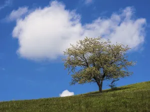 Deciduous Fruit Tree Germany Drucke: A single cherry tree in the Thuringian Forest
