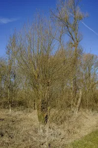Winter Landscape Photography Tips Drucke: Single tree with bare branches in front of a clear