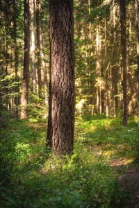 Solitary Tree In Woods Drucke: A single tree trunk in the forest