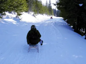 Frosty Forest Scene Drucke: Sledge