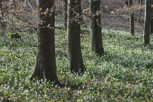 White Flowers In Europe Drucke: Snowflake