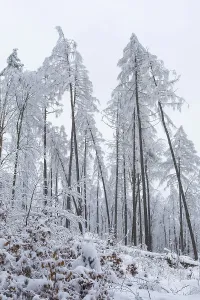 Deserted Winter Forest Drucke: Very sparse forest due to tree dieback