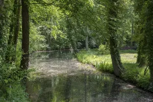 Uninhabited Woods Germany Drucke: Spring