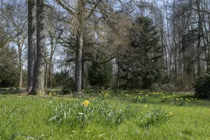 Deserted Forest Landscape Germany Drucke: Spring