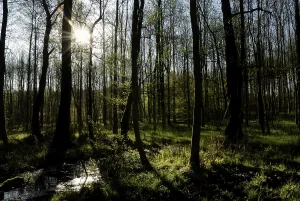 Peaceful Nature Photography Drucke: Spring in an alder forest