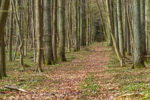 Empty Forest Scenery Drucke: Spring in the beech forest