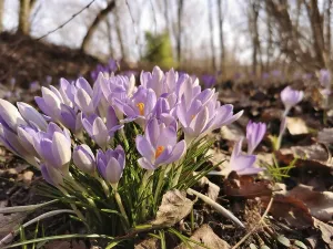Spring Crocuses Drucke: Spring crocuses (crocus) blooming in a sparse forest