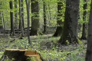 Deserted Wooded Scenery Drucke: Spring, deciduous forest