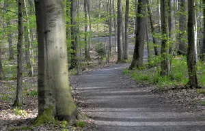 Uninhabited Forest Trail Drucke: Spring, deciduous forest with forest path