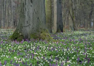 Uninhabited Woodland Landscape Drucke: Spring forest