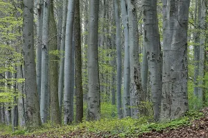 Beech Leaf Photography Drucke: In the spring forest