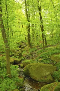 Uninhabited River Course View Drucke: Spring in the forest