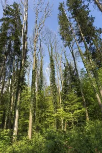 Uninhabited Wooded Area Drucke: Spring forest with bare trees