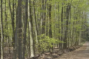 Beech Forest Scenery Drucke: Spring forest, forest, path, forest path