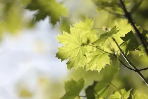 Maple Tree Photography Drucke: Spring maple leaf in the forest