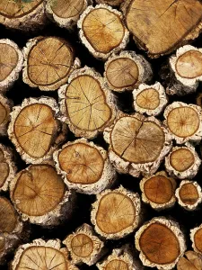 Deciduous Tree Trunks Drucke: Stack of Cutted Wood