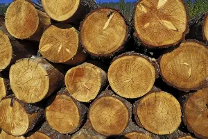 Wooded Landscape Images Drucke: Stack of logs in forest