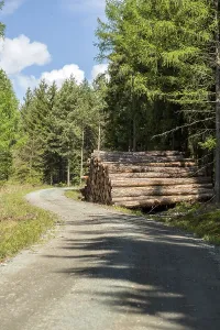 Spruce Tree Photography Drucke: Stack or pile of pine logs on a forest path
