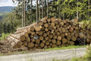 Forest Path Drucke: Stack or pile of spruce logs on a forest path