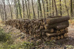 Stacked Tree Trunks Drucke: Stack of tree trunks piled up wood logs in forest
