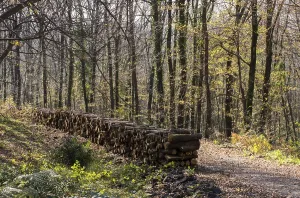 Travel Photography Woods Drucke: Stack of tree trunks piled up wood logs in forest
