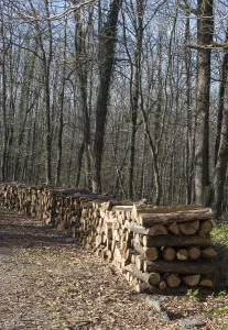 Stacked Wooden Logs Drucke: Stack of tree trunks piled up wood logs in forest