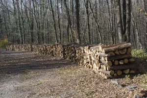 Deserted Wood Storage Drucke: Stack of tree trunks piled up wood logs in forest