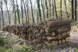 Stacked Wooden Logs Drucke: Stack of tree trunks piled up wood logs in forest