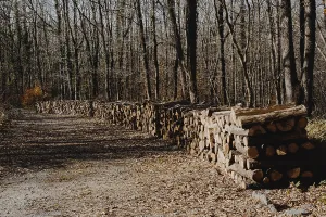 Nature Scenery Photo Drucke: Stack of tree trunks piled up wood logs in forest