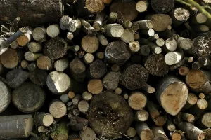 Forest Management Practices Drucke: Stack of Wood