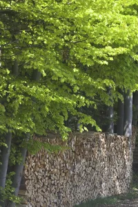 Stack Of Wood Drucke: Stack of wood, beech trees