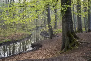 Springtime In The Woods Germany Drucke: Stream and beech forest in spring