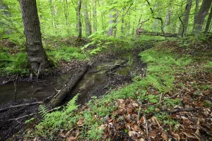 European Deciduous Tree Landscape Drucke: Stream in the beech forest, spring