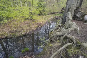 Central European Forest Landscapes Drucke: Stream and beech forest in spring