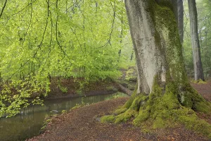 Central Europe Countryside Views Drucke: Stream and beech forest in spring